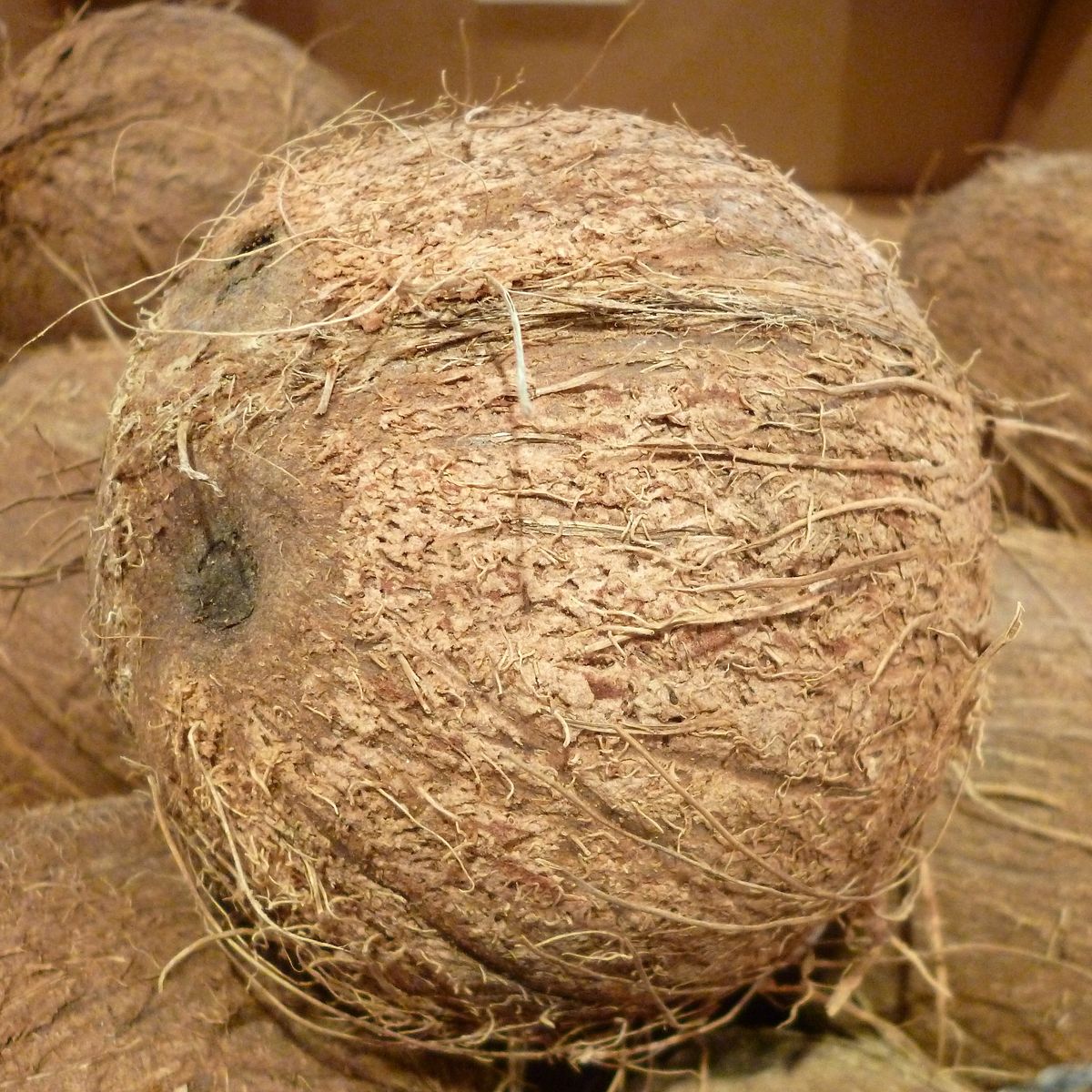 Todo sobre el coco